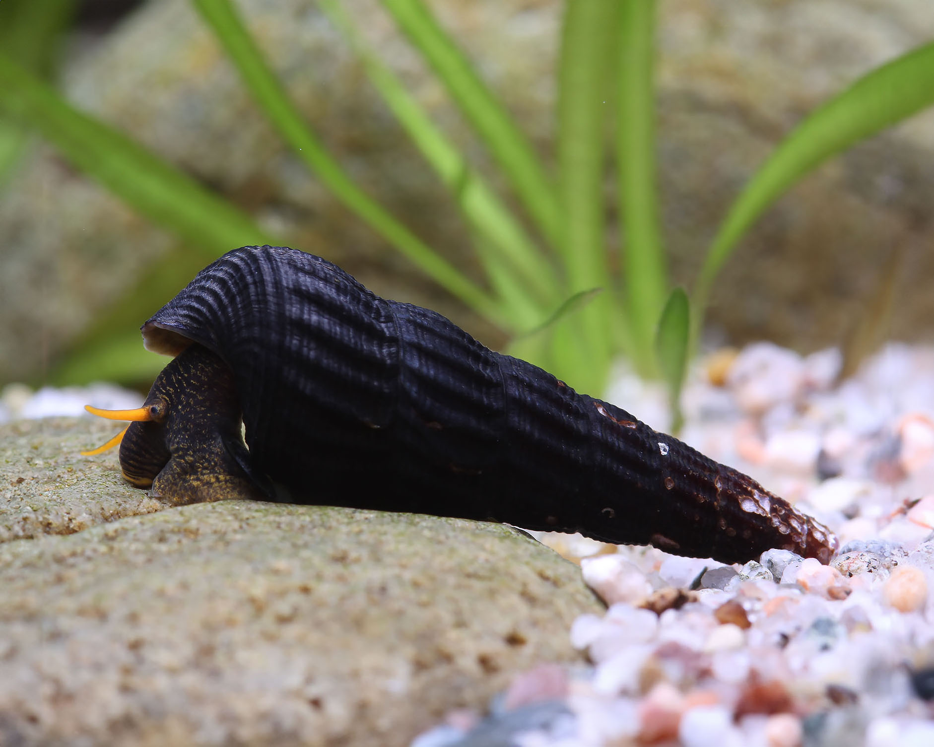 Tylomelania sp. "Yellow" (Yellow Rabbit Snail)